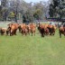 2016 calves and mother's heading back to their paddock