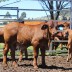 2016 calves tagged and named