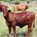 Great genetics producing sappy calves - Texas