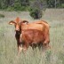 Oakmore Nellie with a sappy calf by Oakmore bull - Texas
