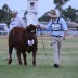 1 Clifton Heifer Show held under lights Oakmore Arabella came third in a class of 17 all breeds
