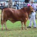 5 Oakmore Quarry won his class and beat his big brother to win Junior Champion Bull