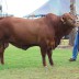 8 Oakmore Presley won his class but beaten by his younger brother to win Reserve Junior Champion Bull