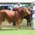 9 Oakmore Quarry competing in the Junior Tropical Bull