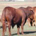2017 Sale Bull Oakmore Pocock
