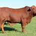 3 For Sale Herd Bull Sire Oakmore Bull