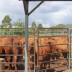 Every female to be preg tested and calves weaned