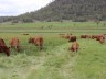Breeders on forage sorghum