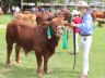 Oakmore Robroy Reserve Champion Bull Calf