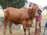 Lot 86 Oakmore Renae National Female Sale Unjoined Heifer