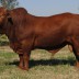 Oakmore Jag - sold at the Roma Tropical Breeds Bull Sale 2011
