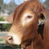 Oakmore Jonah - for sale at the February All Breeds Sale 2012