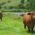 Stud Cows at North Deep Creek