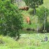 Stud Cows at North Deep Creek2