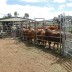 Weaners learning the ropes