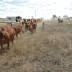 Yahoo leaving the calves behind heading for some grass
