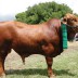 OAKMORE KADIR took out Reserve Champion Junior Bull bebruary 2012