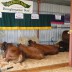Cattle laying down - FARMFEST
