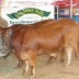 Cattle standing - AG SHOW