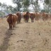 Walking cows out to join with Wajatryn Galilee