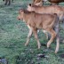 The bull calf with no tail