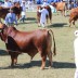 Oakmore Nairobi fifth in his class Bull  17 and under 19 months
