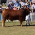Oakmore Noah second in his class Bull 17 and under 19 months