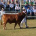 Oakmore Omaha third in his class Bull 9 and under 12 months