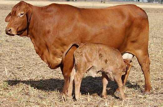 Oakmore Kayla (P) D5 Droughtmaster Dam and 2020 Heifer Calf | Oakmore Park Droughtmasters