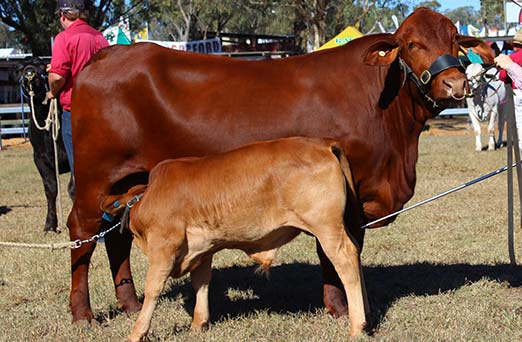 Oakmore Melissa (P) D5 Droughtmaster Dam with Bulls Calf Oakmore Quarry | Oakmore Park Droughtmasters