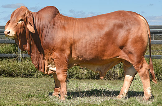 Billabong Knightly 114 (PH) D5 Droughtmaster Sire | Oakmore Park Droughtmasters
