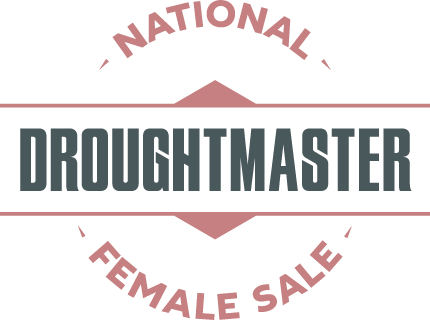 Droughtmaster National Female Sale | Oakmore Park Droughtmasters