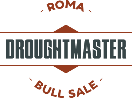 Droughtmaster Roma Bull Sale | Oakmore Park Droughtmasters